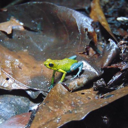 Hacienda Mil Bellezas - Private 40Ha Jungle Reserve Quepos Exteriör bild