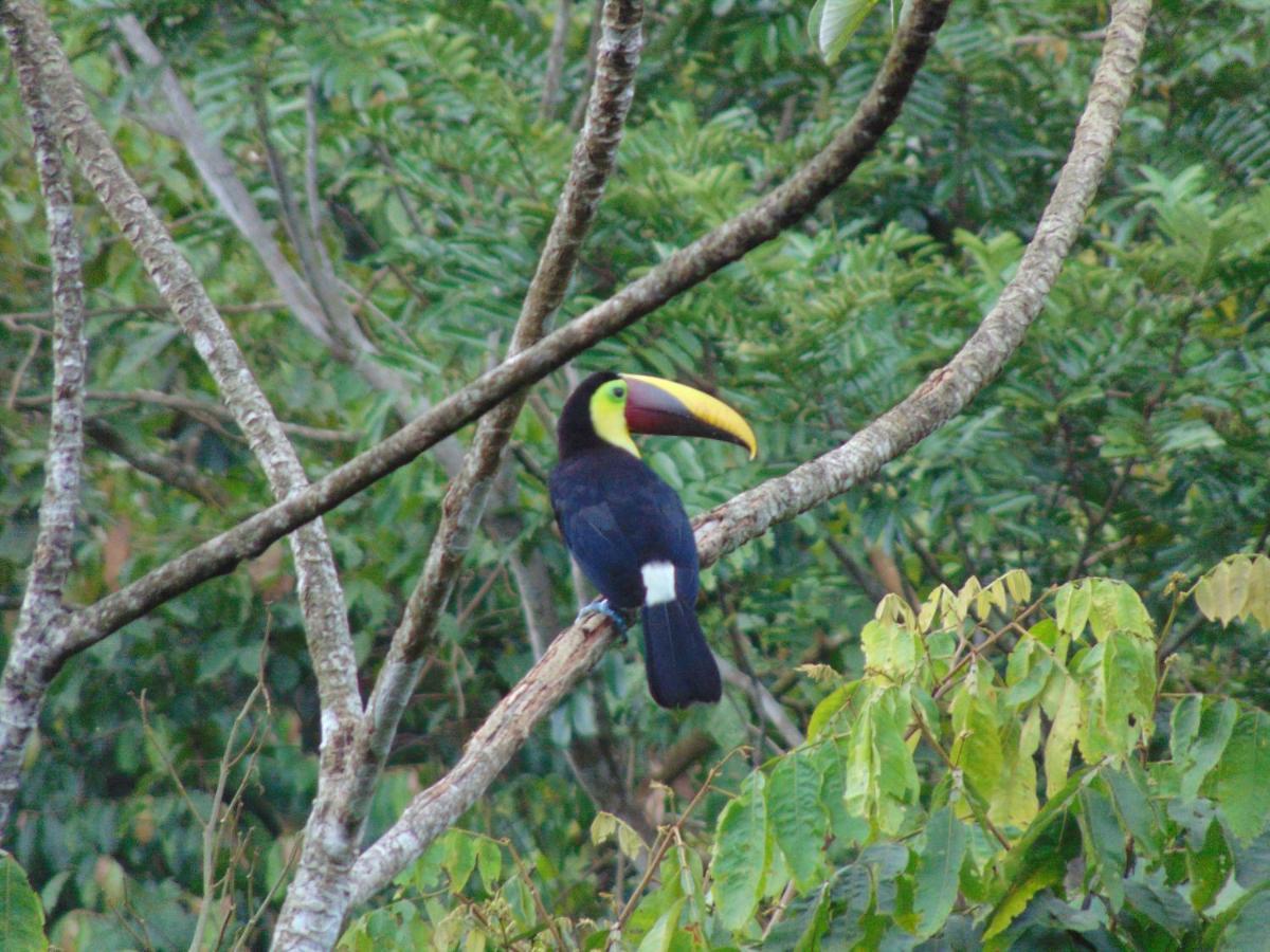 Hacienda Mil Bellezas - Private 40Ha Jungle Reserve Quepos Exteriör bild