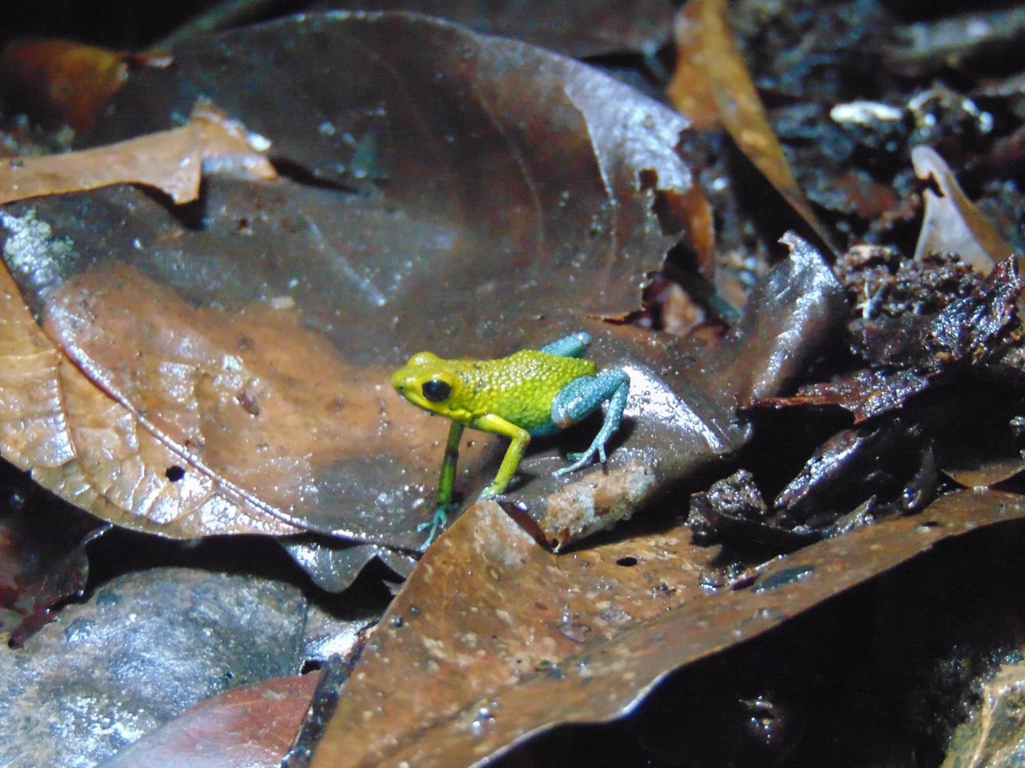Hacienda Mil Bellezas - Private 40Ha Jungle Reserve Quepos Exteriör bild
